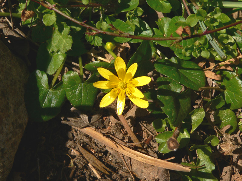 Carrellata di Ranunculus ficaria